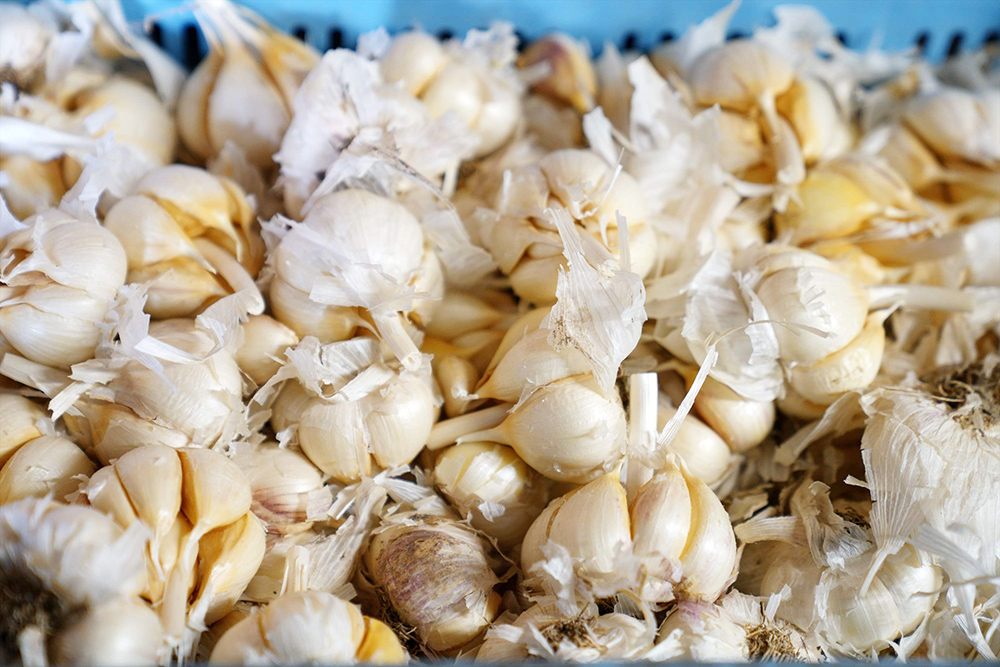 黒にんにく製造工程